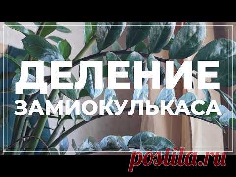 Замиокулькас пересадка. Как разделить долларовое дерево