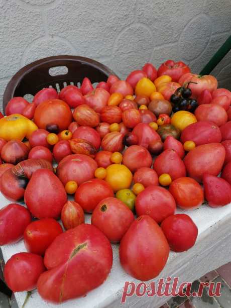Когда нужно вершковать томаты. Ускоряем налив и созревание плодов. | Огородник из Рязани | Яндекс Дзен