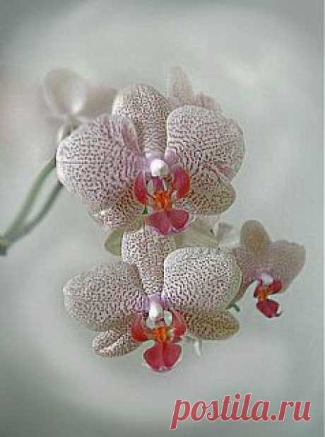 Легенды Цветочного гороскопа.  Орхидея (3 ноября - 12 ноября).
