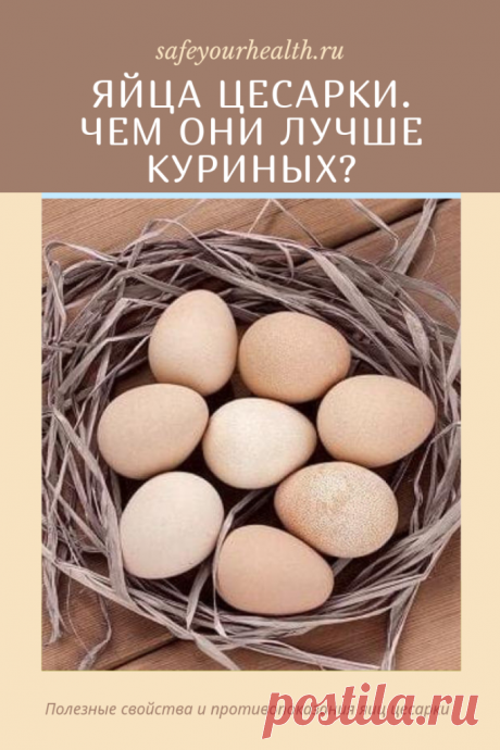 Яйца цесарки: их польза и вред, калорийность и остальные свойства