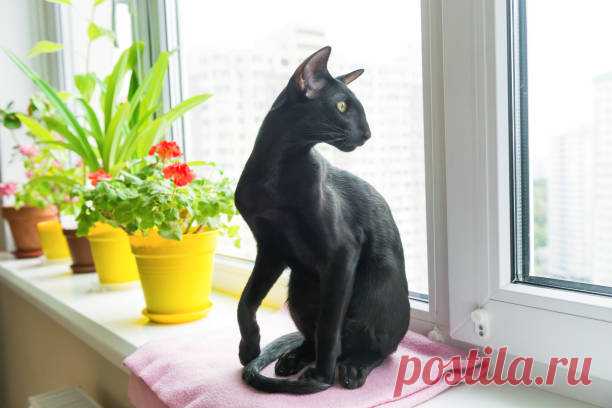 Ориентальная кошка имеет некую космическую внешность. Эти создания с большими ушами и яркими глазами словно пришли к нам из далекой галактики. Вот и давайте немного приоткроем их тайну.