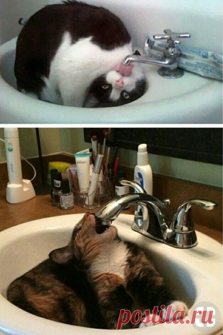 Наливаю коту чистую воду в мисочку. Мой кот: