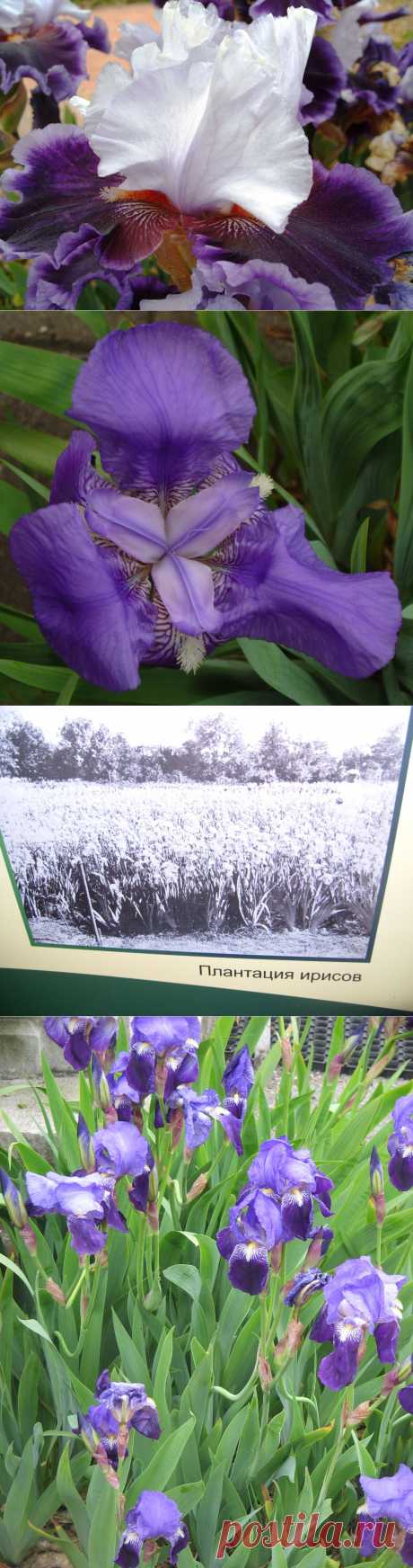 Ирис германский – прекрасный, лекарственный и съедобный.В пищу употребляют корневища с приятным фиалковым ароматом (мука для производства сладостей), пряность для рыбных блюд, ароматизатор крепких и медовых напитков, кваса), цветки (варенье). 

С лечебной целью используют корневища (“фиалковый корень”), обладающие отхаркивающим, обволакивающим, болеутоляющим, противовоспалительным, вяжущим, слабительным, мочегонным, потогонным действием.