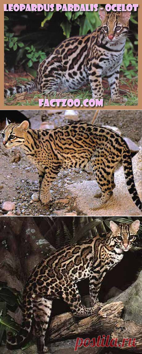 Ocelot - Dwarf Leopard, Nice Spots | Animal Pictures and Facts | FactZoo.com