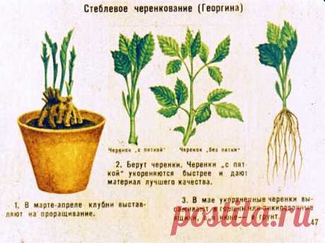 Черенкование георгинов и выращивание в квартире Блог о строительстве дачи, бани, беседки, зоны отдыха.