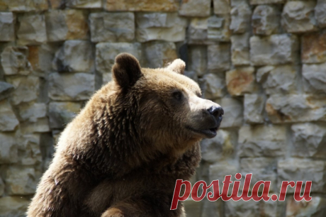 В Словакии участились нападения медведей, завезенных с Украины в 90-е. С начала 2024 года было зарегистрировано 11 инцидентов.
