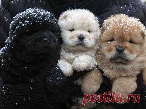 Winter Puppies Pictures, Photos, and Images for Facebook, Tumblr, Pinterest, and Twitter