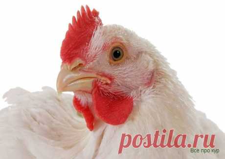 Бройлер Хаббард - описание видов с фото белых и цветных Сегодня у нас в гостях универсальный бройлер Хаббард - отличный вариант для мяса и яиц для выращивания на даче летом. Курицы считаются самыми