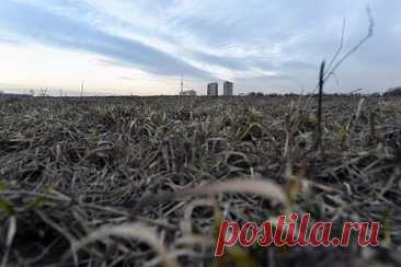 В России оценили масштабы гибели посевов из-за заморозков