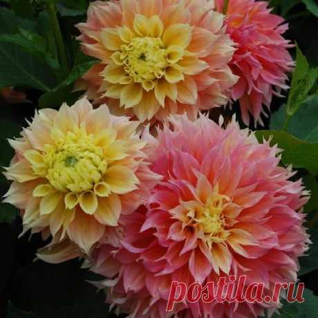 Dahlia Tubers (Decorative) - Kogana Fubuki