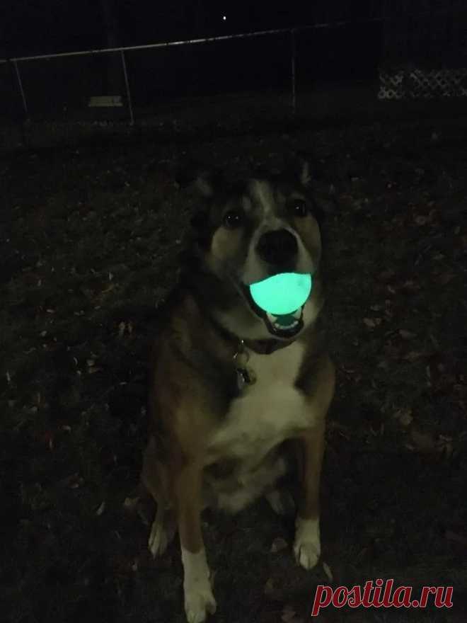 Зарядная УФ-станция для мяча с люминофором Многие собаки и кошки любят играть с различными игрушками. Создана целая индустрия по производству таких игрушек. Наряду с другими большой популярностью пользуются мячи. Собаки очень любят за ними бегать. Мячи бывают разные и среди них есть светящиеся мячи. Такие мячи очень удобны в ночное время.