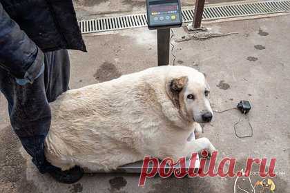 100-килограммового пса отправили на лечение в Нижнем Новгороде. В Нижнем Новгороде волонтеры отправили на лечение в ветеринарный госпиталь 100-килограммового пса Кругетса. Из-за избыточного веса собака практически не встает на лапы и не может ходить. Чтобы врачи могли провести диагностику и лечение, животному нужно похудеть как минимум на 50 килограммов.