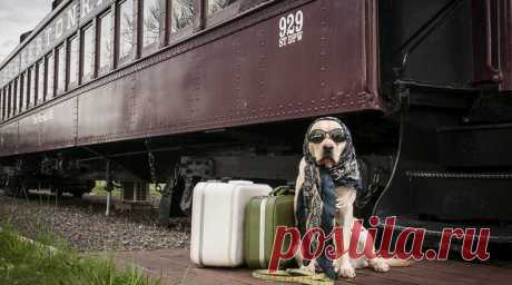 Новые правила перевозки собак в поезде | Журнал "JK" Джей Кей