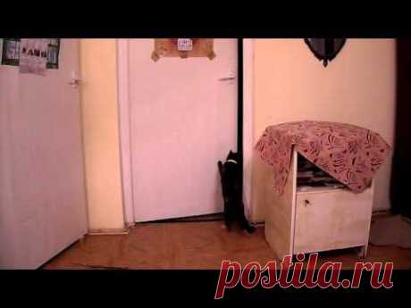 Пособие по открыванию дверей (для кошек) - YouTube