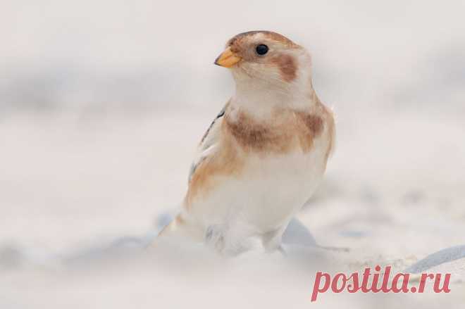 Снежная овсянка (Plectrophenax nivalis) - Фотогалерея природы: Зяблики и овсянки - Focus Nature Nature Photography