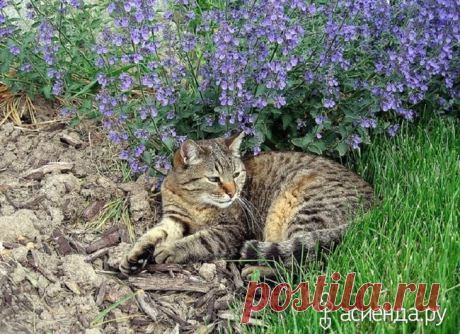 Как защитить грядки от проделок котов - дача, кот, кошка, участок, грядка, клумба, цветник, растение