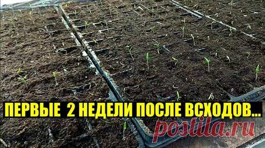 ВЗОШЛИ ТОМАТЫ. Что делаем дальше? - Первые 2 недели. | Тепличный бизнес в деревне! | Дзен