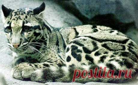 Clouded Leopard - Rare Asian Cat with Cloud Spots | Animal Pictures and Facts | FactZoo.com