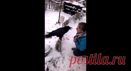 Вася хочет кушать: говорящий ворон не умолкает ни на секунду – видео