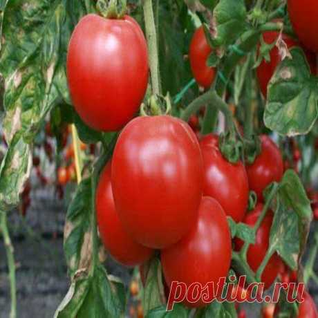 Ранние томаты без теплицы | Друг пенсионера