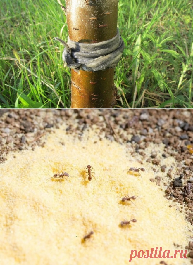 Средство от муравьев на участке навсегда. Обработка участка от муравьев. Избавление от муравьев. От муравьев на участке. Ловушки для муравьев в огороде.