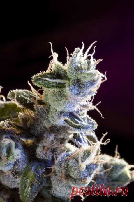 Great White Russian
Genotype: Mainly Indica
Genetics: White Widow x AK-47
Height: up to 2.5 m outdoors
Flowering: 50-65 days
THC: 12-19%
Yield: 500-800 g/m2 indoors, the first half of October outdoors

Another powerful hybrid of the two well-known varieties - White Widow and AK-47.