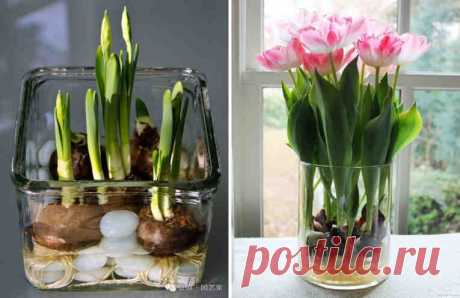 Как вырастить тюльпаны дома в вазе