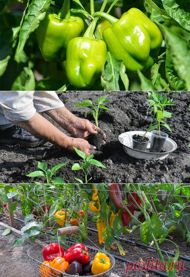 Одноклассники     Выращивание перца – щедрый урожай с каждого куста!