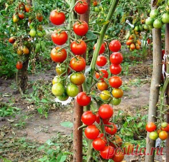 Пасынкование помидор: как правильно пасынковать и прищипывать помидоры в теплице
