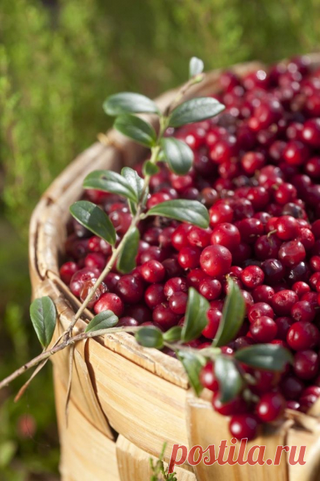 (143) lingonberries | Farmer's market | Клюква, Осень и Ягоды