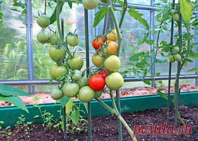 Проведение процедуры подкормки помидоров в теплице