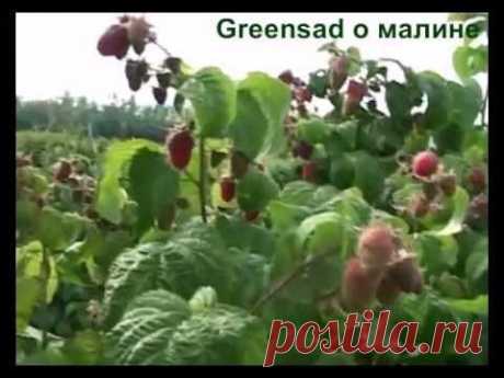 Выращивание малины. Выбор почвы. Внесение удобрений - YouTube