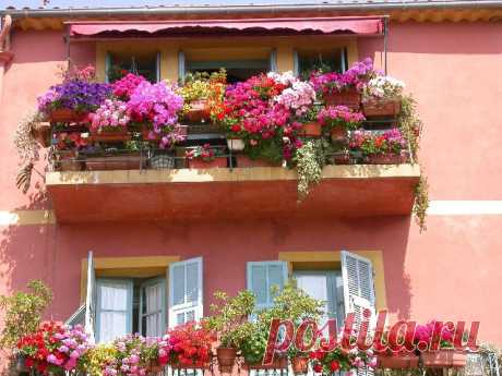 Цветы на балконе: какие балконные, ампельные, вьющиеся растения посадить, как сделать подбор и украсить помещение