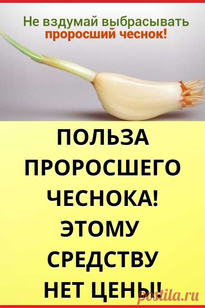 Польза чеснока. Полезность чеснока. Чеснок польза. Польза чеснока для организма. Чем полезен чеснок для женщин.