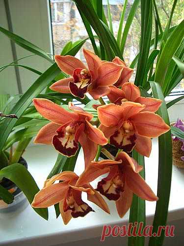 Орхидея Цимбидиум.