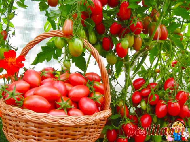 Знакомый с юга подсказал, что можно положить в лунку при посадке томатов, после чего я получила в 2 раза больше урожая | Находчивый Дачник | Яндекс Дзен
