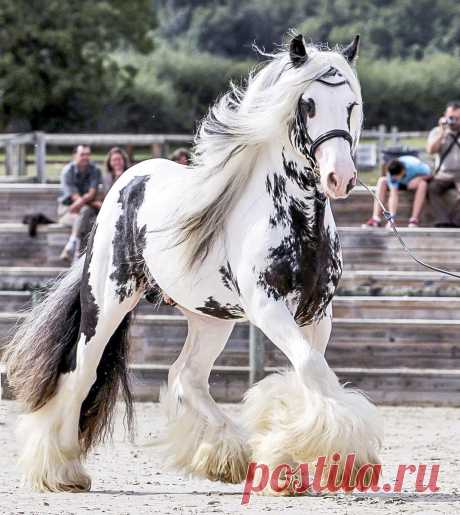 Самая дорогая лошадь в мире - 57 фото - картинки: смотреть онлайн