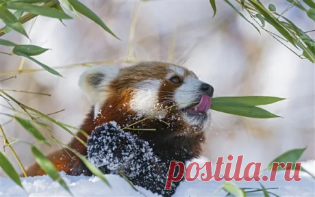 Обои Красная панда, Firefox, едят бамбук, снег, зима 1920x1200 HD Изображение