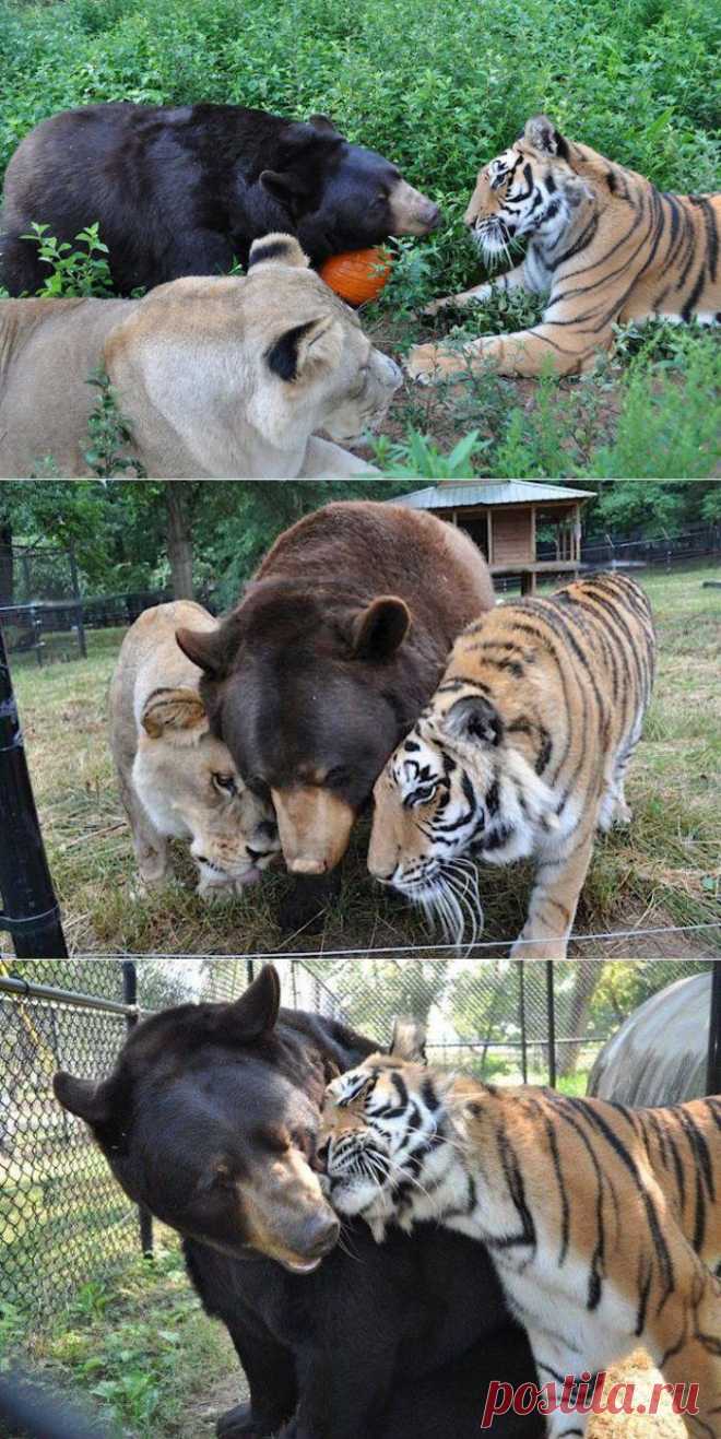 Невероятная дружба льва, тигра и медведя / Питомцы