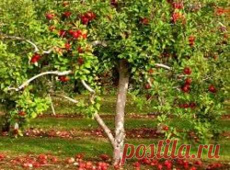Основные способы омоложения яблони: правильная схема обрезок