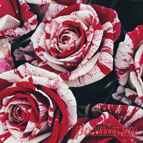@gothicdreamers в Instagram: «Blood roses 🌹🌹🌹picture by:@stxrmbxrn #blood #roses #bloodroses #flowers #aesthetics #aesthetic #pale #red #redroses #beautiful #lovely…» 1,160 отметок «Нравится», 5 комментариев — @gothicdreamers в Instagram: «Blood roses 🌹🌹🌹picture by:@stxrmbxrn #blood #roses #bloodroses #flowers #aesthetics #aesthetic…»