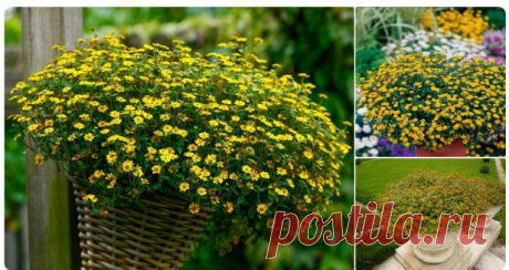 Санвиталия – стелющееся травянистое растение, усыпанное солнечными цветами, напоминающими миниатюрные подсолнухи. Цвет лепестков колеблется от белесого и светло-желтого до насыщенного терракотового.