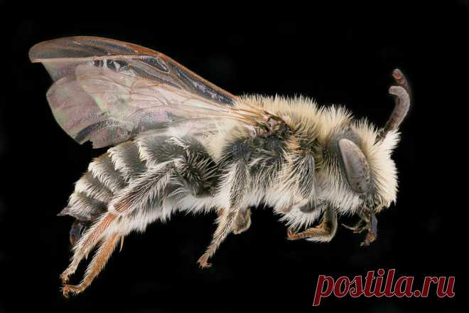 Andrena ovatula, right, Dvorynadzitavou, Slovakia_2019-12-16-20.11.37 ZS PMax UDR If you are ever in the village of Dvory nad Žitavou in the spring, head to the levee of the Žitava river and you might find this bee:  Andrena ovatula.  A widespread, common apparently sandy soil loving Andrena.  This specimen captured there by Peter Šima.    The world is lit up with over 1500 kinds of Andrena.  Each year Billions to Trillions are produced, flying about, gathering food for th...