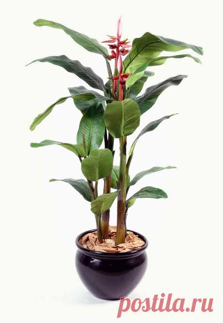 Musa banana VELUTINA (Банан) - Интернет-магазин - Адениум дома: от семян до растений. Выращивание и уход.