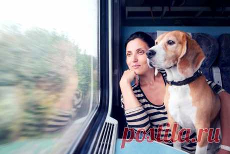 Как перевозить животных в поезде - правила и советы &amp;raquo; Женский Мир