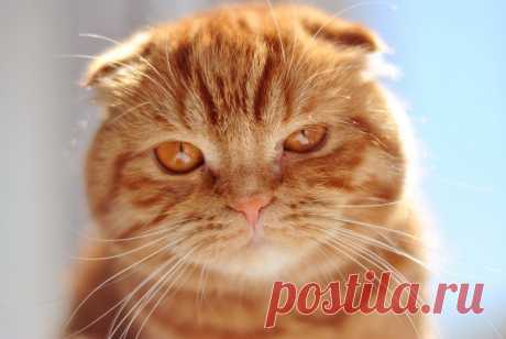 Самые красивые породы кошек » Интересные факты | ADZI.RU