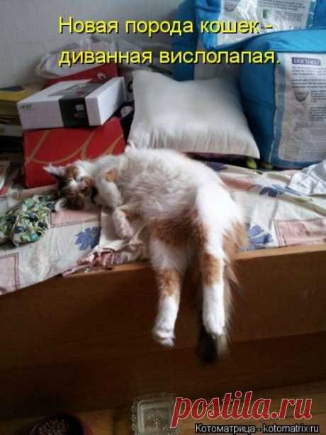 Улыбательные котоматрицы / Приколы