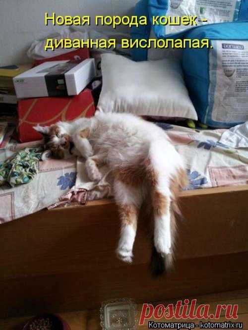 Улыбательные котоматрицы / Приколы