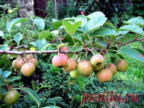 Чтобы яблони были урожайными — 6 соток