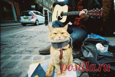 Джеймс Боуэн «Уличный кот по имени Боб» / аудио+